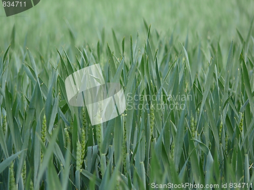Image of Wheat