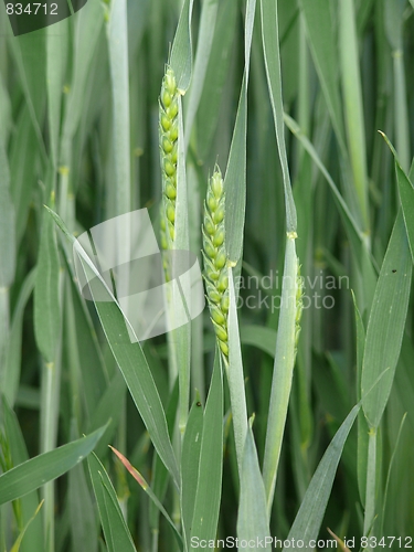 Image of Wheat