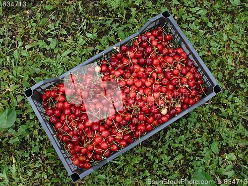 Image of Red cherry