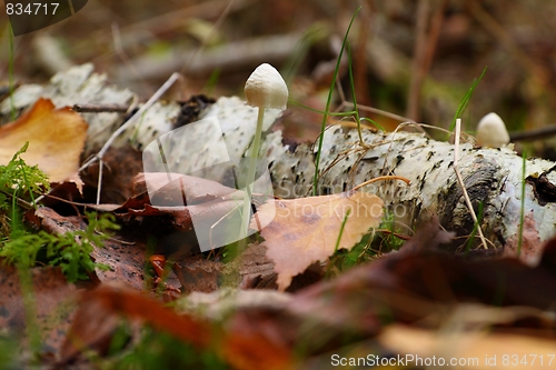 Image of Mushroom