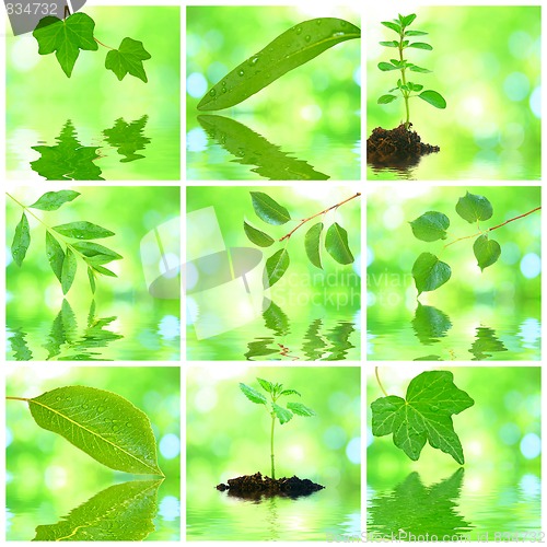 Image of Collage of grenn leaves