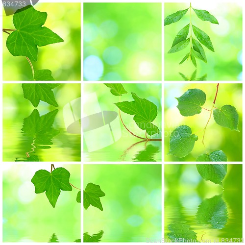 Image of Collage of grenn leaves