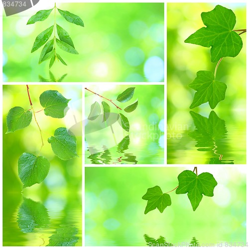 Image of Collage of grenn leaves