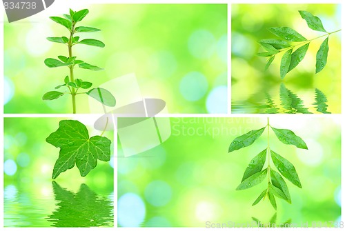 Image of Collage of grenn leaves