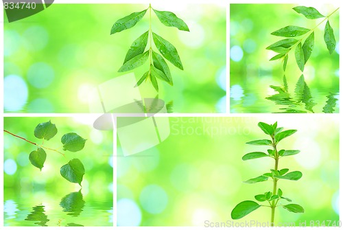 Image of Collage of grenn leaves
