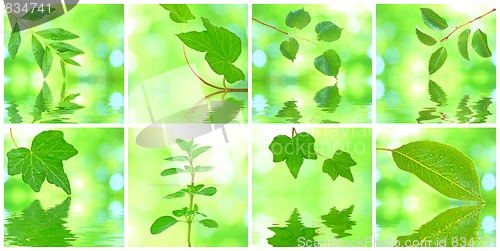 Image of Collage of grenn leaves