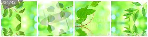 Image of Collage of grenn leaves