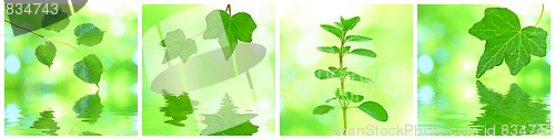 Image of Collage of grenn leaves