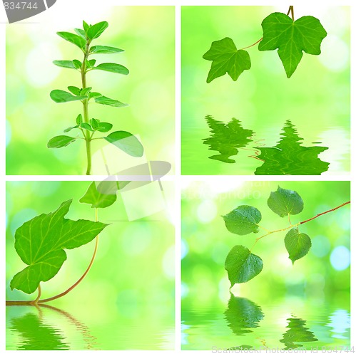 Image of Collage of grenn leaves