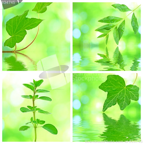 Image of Collage of grenn leaves