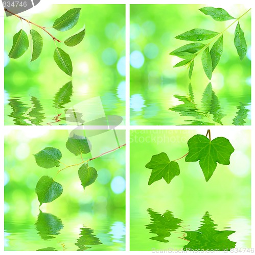 Image of Collage of grenn leaves