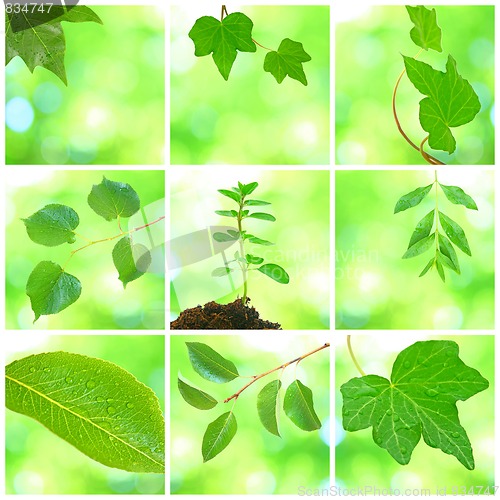 Image of Collage of grenn leaves