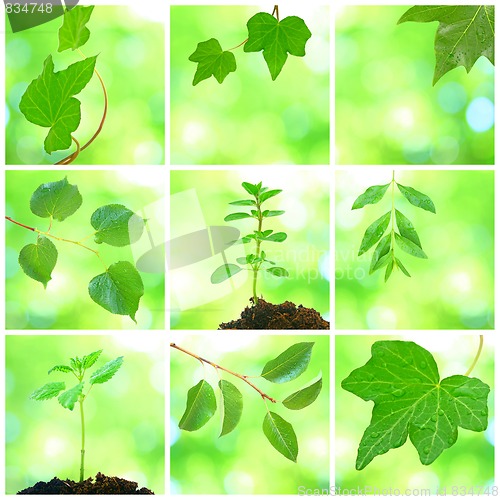 Image of Collage of grenn leaves