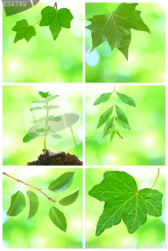 Image of Collage of grenn leaves