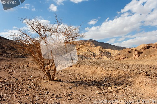 Image of Desert landscape with dry acacia tree