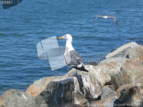 Image of Seagulls