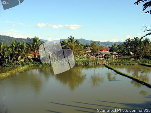 Image of Flooded rice fields. Luang Nam Tha. Laos