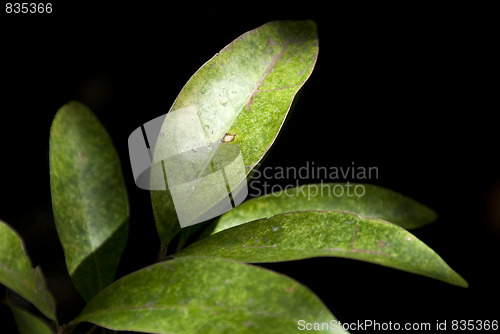 Image of Daintree National Park, Australia