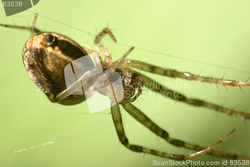 Image of Spider in green