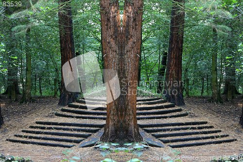 Image of Stairs in the wood