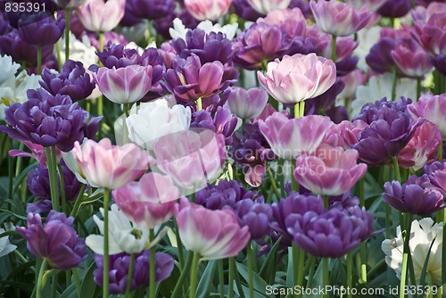 Image of Flowers in a Oslo Meadow, Norway, May 2009