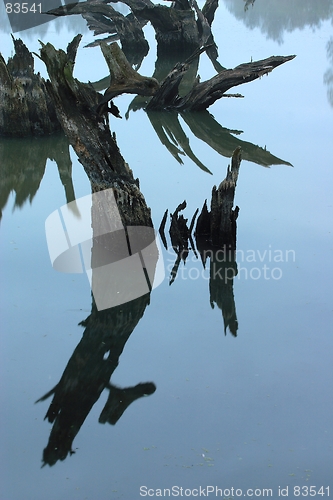 Image of Dead Willow Trees