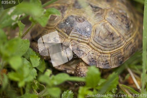 Image of Tortoise in the Garden, Italy