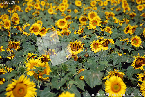 Image of Sunflowers Meadow, Tuscany