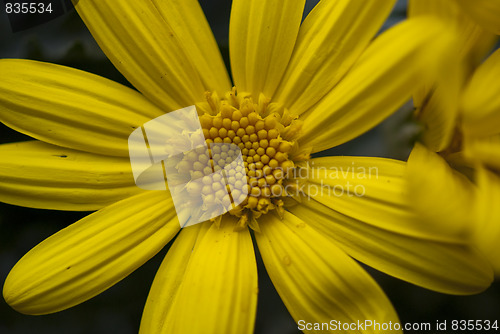 Image of Daisy Flowers in a Garden