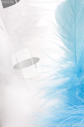 Image of colorful feathers background