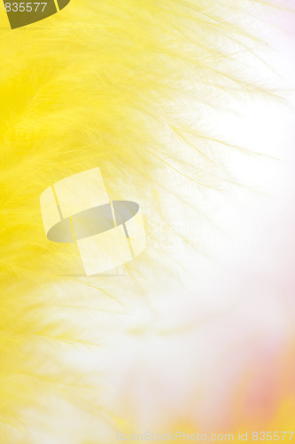 Image of colorful feathers background