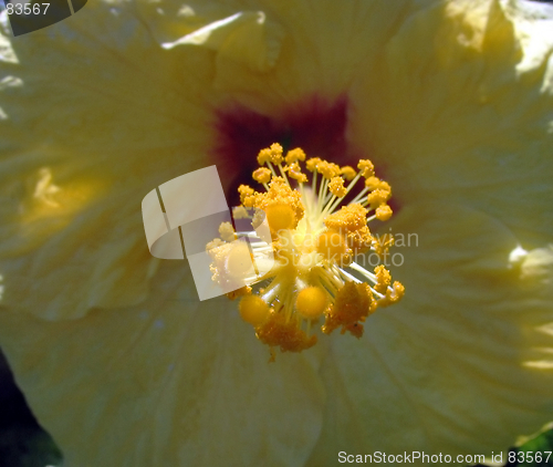 Image of Hibiscus