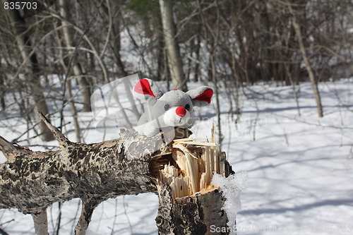 Image of Mouse in the forest.