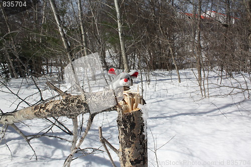 Image of Mouse in the forest.