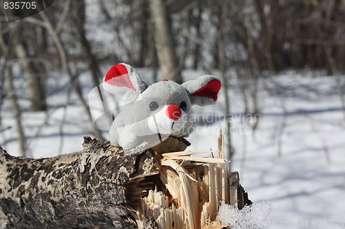 Image of Mouse in the forest.