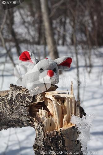 Image of Mouse in the forest.
