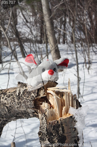 Image of Mouse in the forest.
