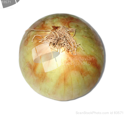 Image of Onion bottom