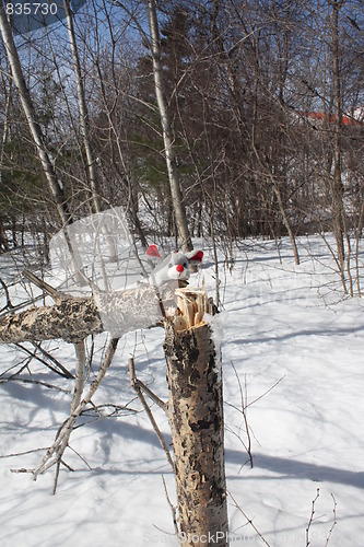 Image of Mouse in the forest.