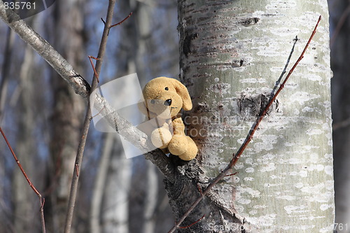 Image of Pensive dog in a tree