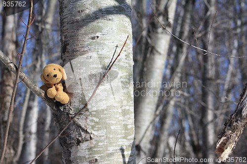 Image of Pensive dog in a tree