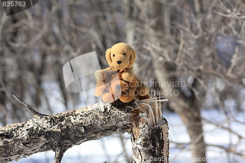 Image of Dogs in the forest