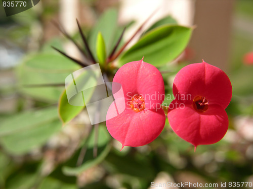 Image of Flowers