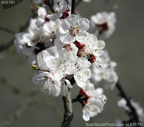 Image of Apricot flowers