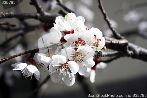 Image of Apricot flowers