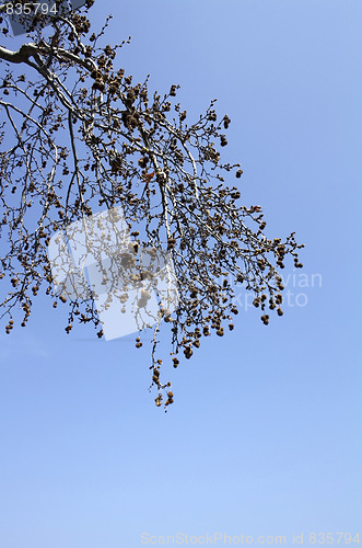 Image of Maple branches