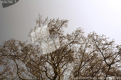 Image of Maple branches