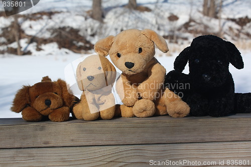 Image of Dogs