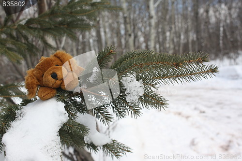 Image of Dog in a tree