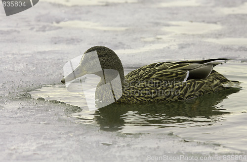 Image of Mallard in the water